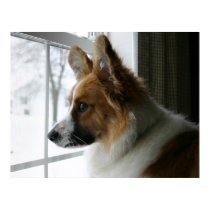 Cardigan Welsh Corgi Headshot Poster posters