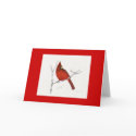 cardinal by Eye4birds cardinal