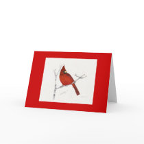 cardinal by Eye4birds cardinal