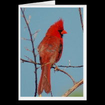 Cardinal cards
