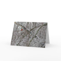 Cardinal