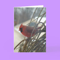 Cardinal