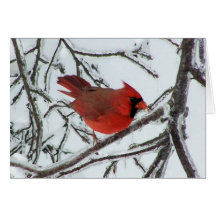 Cardinal