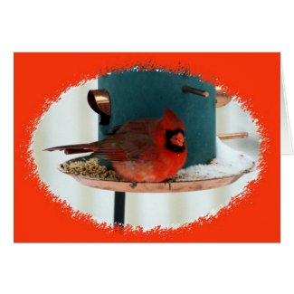 Cardinal at Feeder card