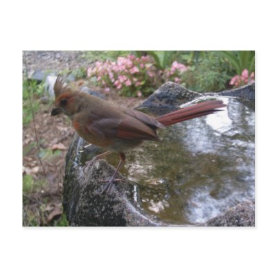 Cardinal Bath Postcard by naturegirl7