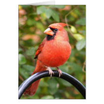 Cardinal Beauty cards