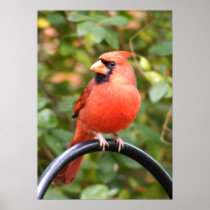 Cardinal Beauty Print