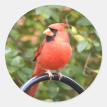 Cardinal Beauty Stickers