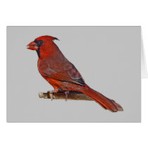 Cardinal Bird cards