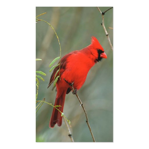 Cardinal Bird Photo Business Card (back side)