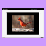 Cardinal Bird skins
