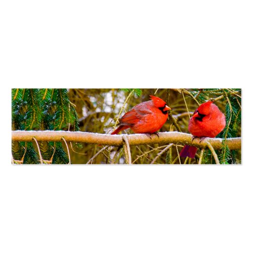 Cardinal Birds Business Card Templates (back side)