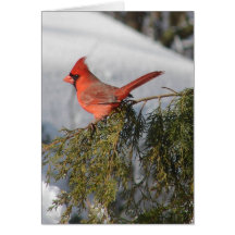 Cardinal Blank Note Card