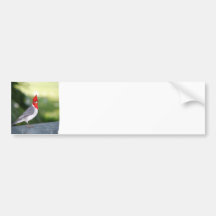 Cardinal  Bumper Sticker