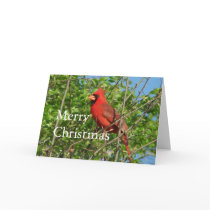 Cardinal Christmas Blessings