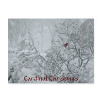 Cardinal Christmas postcards