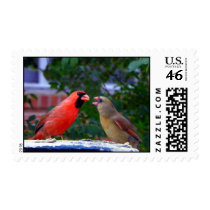 Cardinal Couple Eating postage
