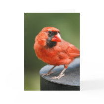 Cardinal Cutie