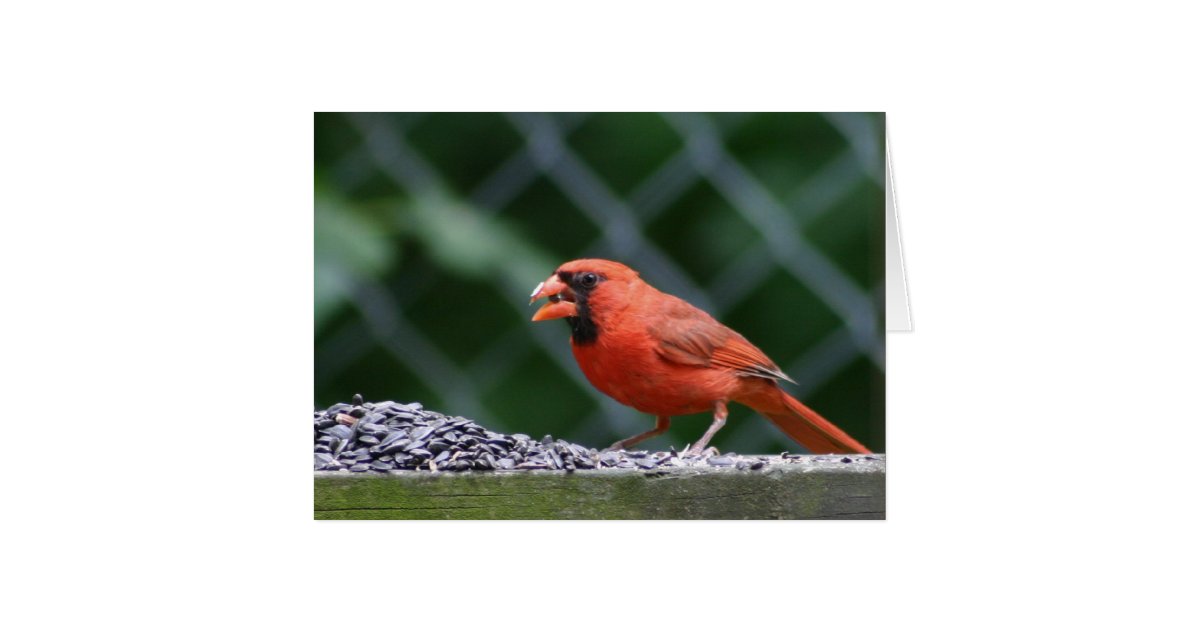 cardinal eating seed card zazzle cardinal eating seed card zazzle
