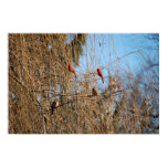 Cardinal Families - Poster