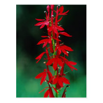 Cardinal flower flowers postcards