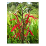 Cardinal Flower, Lobelia cardinalis Post Cards