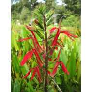 Cardinal Flower, Lobelia cardinalis postcard