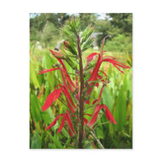 Cardinal Flower, Lobelia cardinalis postcard