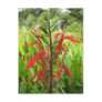 Cardinal Flower, Lobelia cardinalis Post Cards