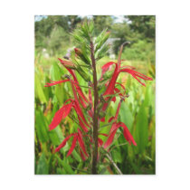 Cardinal Flower, Lobelia cardinalis postcards