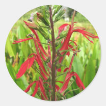 Cardinal Flower, Lobelia cardinalis Round Sticker