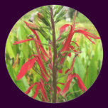 Cardinal Flower, Lobelia cardinalis stickers