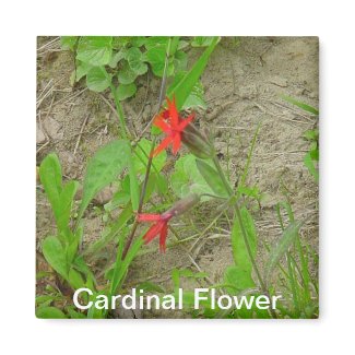 Cardinal Flower Magnet magnet