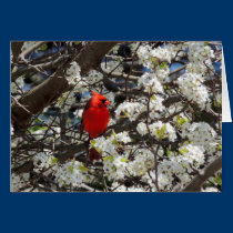 Cardinal Greeting Card cards