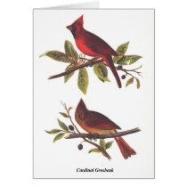 Cardinal Grosbeak