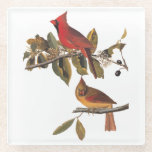 Cardinal Grosbeak Bird Pair Audubon Vintage Art Glass Coaster
