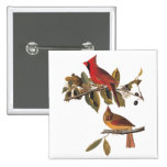 Cardinal Grosbeak Birds Audubon Nature Vintage Art Pinback Button