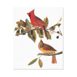 Cardinal Grosbeak Birds Audubon Vintage Art Canvas Print