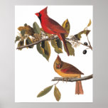 Cardinal Grosbeak Birds in Wild Almond Tree Poster