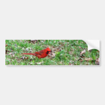 Cardinal In A Field Bumper Stickers