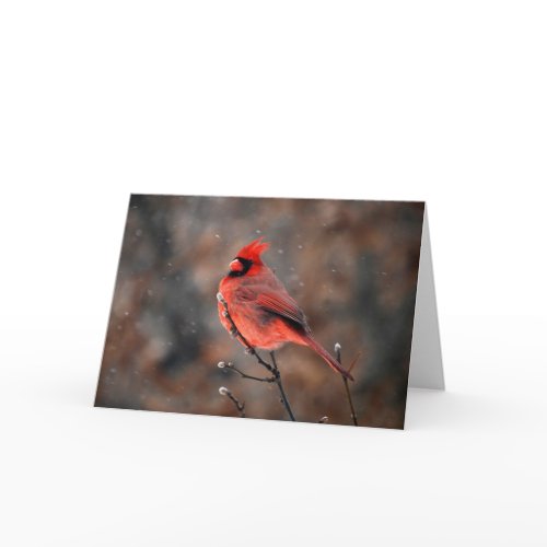 Cardinal in a Snowstorm Note Card card