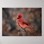 Cardinal in a Snowstorm posters