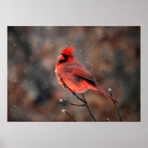 Cardinal in a Snowstorm Posters