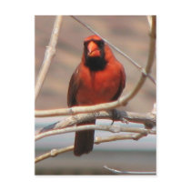 Cardinal in a Tree postcards