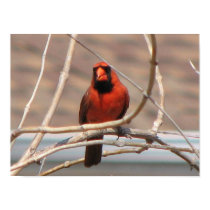 Cardinal in a Tree! posters by princessklb07 Cardinal in a Tree! posters
