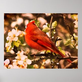 Cardinal in Apple Blossoms