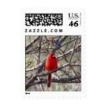 Cardinal in Branches Postage Stamp