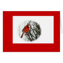 Cardinal in Bush