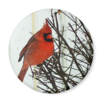 Cardinal in Bush Magnet