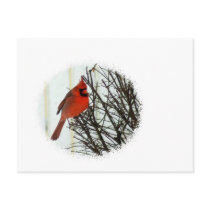 Cardinal in Bush Postcards